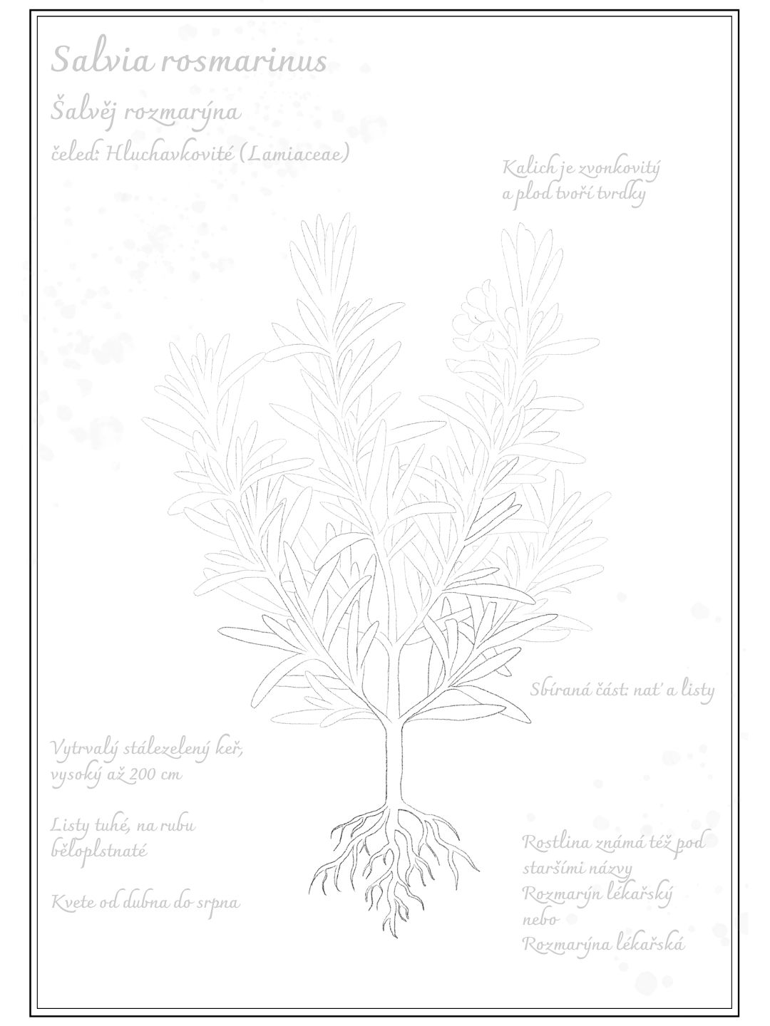 rosmarinus-officinalis